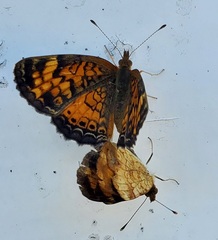 Phyciodes tharos image
