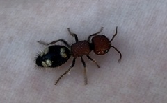 Mutilla quinquemaculata