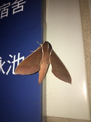 Theretra pallicosta