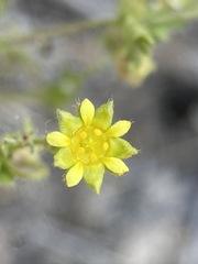 Ivesia baileyi setosa
