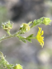 Ivesia baileyi setosa