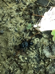 Sphodros niger