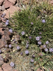 Jasione crispa