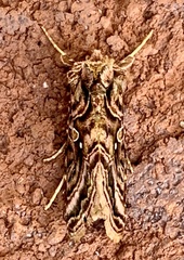 Autographa mappa
