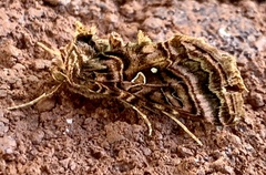 Autographa mappa