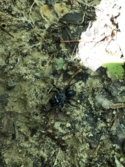 Sphodros niger