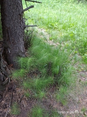 Equisetum pratense