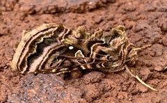 Autographa mappa