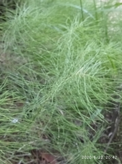 Equisetum pratense
