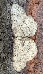 Aethalura intertexta