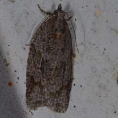 Acropolitis canana