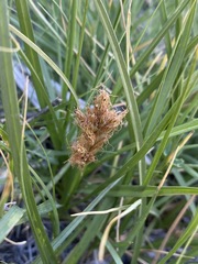 Carex douglasii