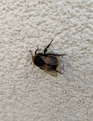 Bombus
