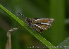 Ancyloxypha melanoneura