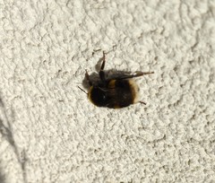 Bombus