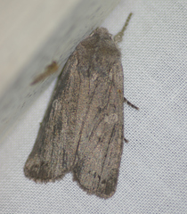 Lithophane antennata