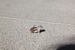 Ammospermophilus leucurus