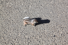 Ammospermophilus leucurus