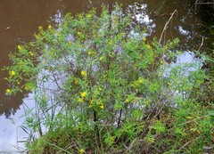 Hypericum lobocarpum