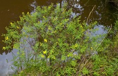 Hypericum lobocarpum