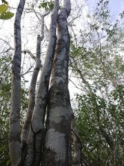 Dalbergia tucurensis