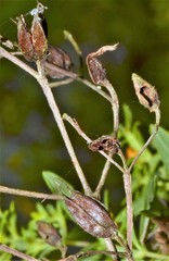 Hypericum lobocarpum