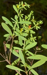Hypericum lobocarpum