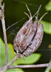 Hypericum lobocarpum