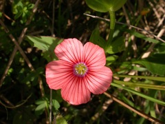 Linum pubescens