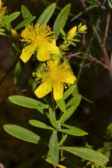 Hypericum lobocarpum