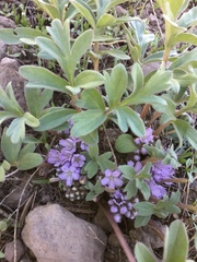 Hydrophyllum alpestre