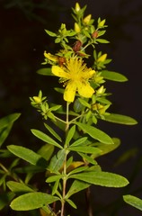 Hypericum lobocarpum