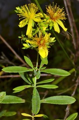 Hypericum lobocarpum