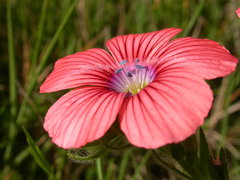 Linum pubescens