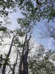 Dalbergia tucurensis