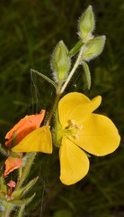Ludwigia hirtella