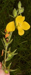 Ludwigia hirtella