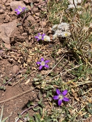 Campanula filicaulis