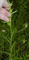 Ludwigia hirtella