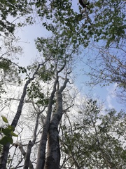 Dalbergia tucurensis