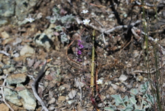 Streptanthus glandulosus pulchellus