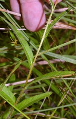 Ludwigia hirtella