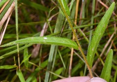 Ludwigia hirtella