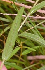 Ludwigia hirtella
