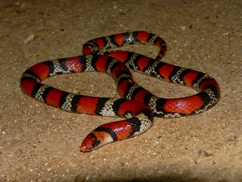 Scarletsnake