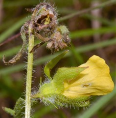 Ludwigia hirtella