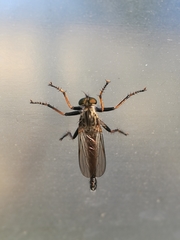 Neoitamus socius