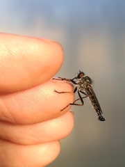 Neoitamus socius