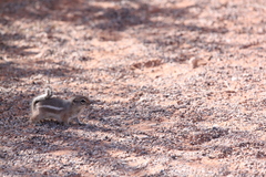 Ammospermophilus leucurus
