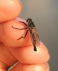 Neoitamus socius